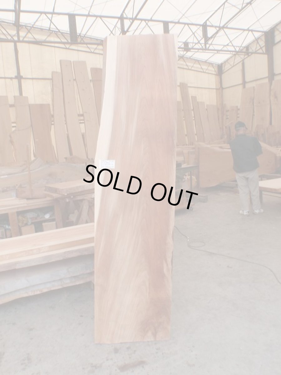 画像1: 杉（スギ）-074 (1)