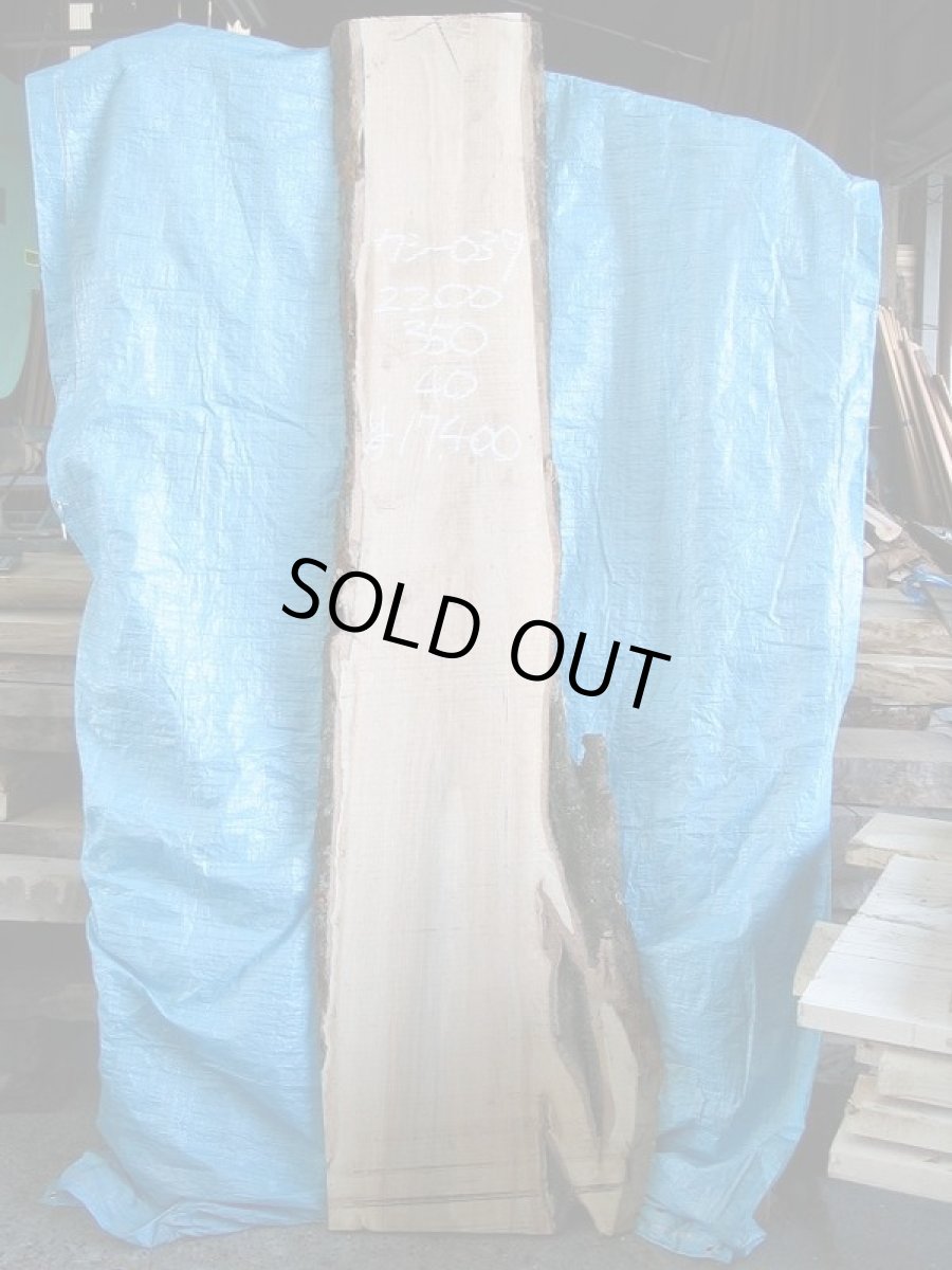 画像1: 樫(カシ)-039 (1)