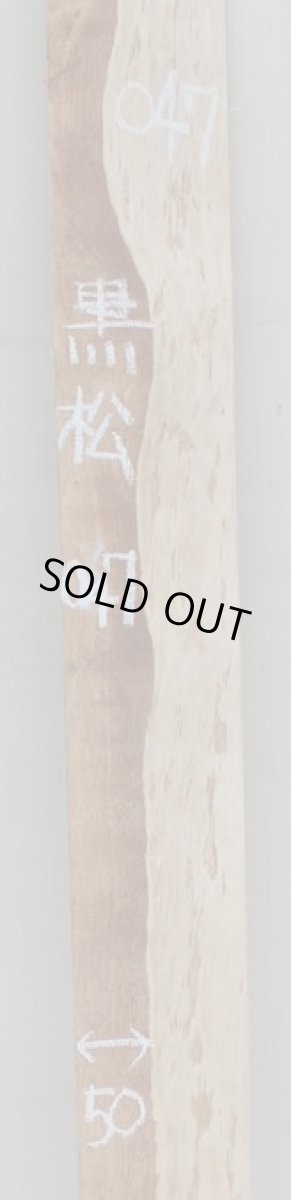 画像2: 黒松(クロマツ)-047 (2)