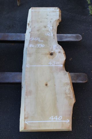 銀杏（イチョウ） - ウッドショップシンマ