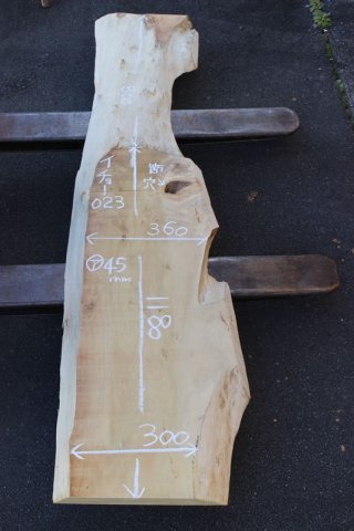 銀杏（イチョウ） - ウッドショップシンマ