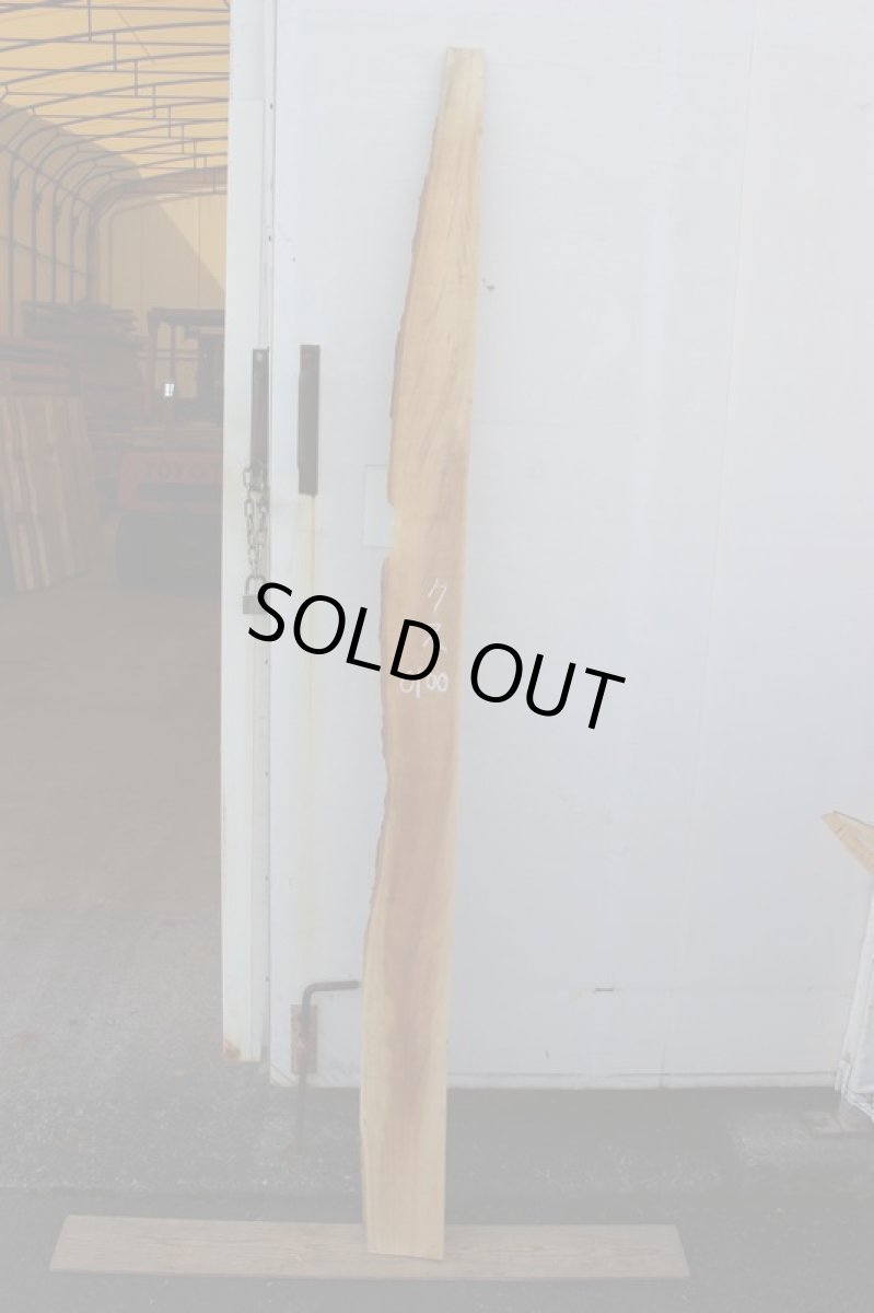 画像2: 楠(クス)-100 (2)