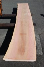 画像3: 肉桂（肉桂）-001 (3)