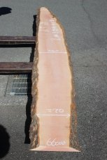 画像1: 肉桂（肉桂）-006 (1)