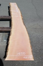 画像1: 肉桂（肉桂）-007 (1)