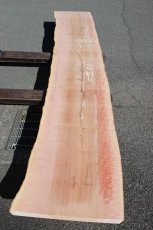 画像2: 肉桂（肉桂）-002 (2)