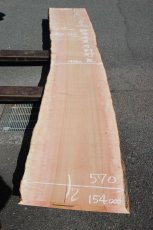 画像1: 肉桂（肉桂）-004 (1)