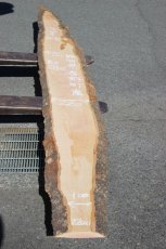 画像1: 肉桂（肉桂）-008 (1)