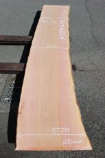 画像1: 肉桂（肉桂）-002 (1)