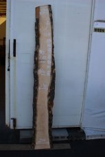 画像1: 肉桂（肉桂）-018 (1)