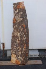 画像2: 肉桂（肉桂）-020 (2)