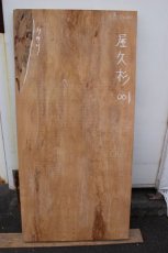 画像3: 屋久杉(ヤクスギ)-001 (3)