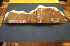 画像2: 屋久杉(ヤクスギ)-007（山脈） (2)