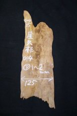 画像1: 屋久杉(ヤクスギ)-014 (1)