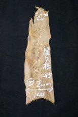 画像1: 屋久杉(ヤクスギ)-015 (1)