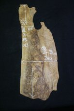 画像1: 屋久杉(ヤクスギ)-013 (1)