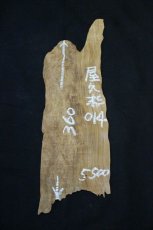 画像2: 屋久杉(ヤクスギ)-014 (2)