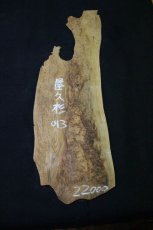 画像2: 屋久杉(ヤクスギ)-013 (2)